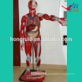 ISO 170-cm Human Muscles model with internal organs, anatomical muscles model